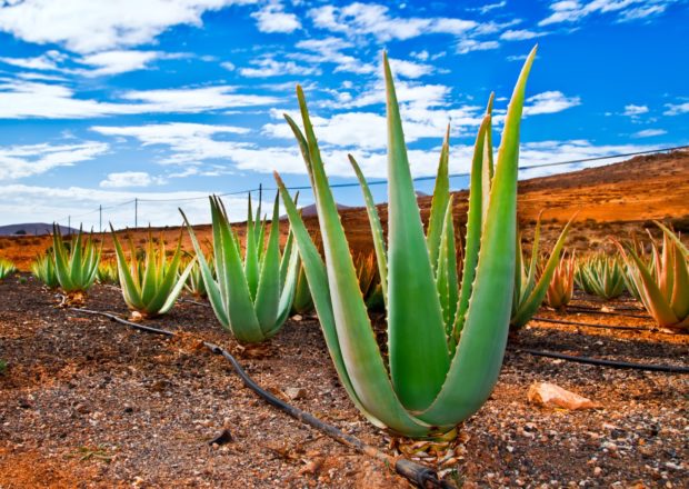 ALOE FUERTEVENTURA