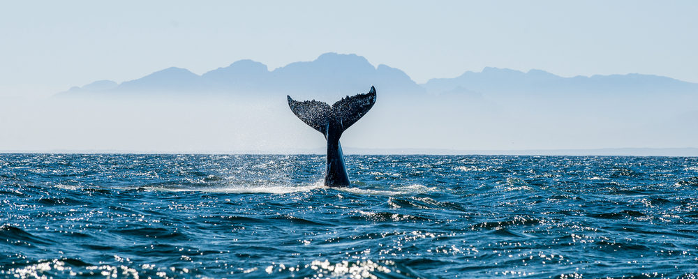 fuerteventura balene