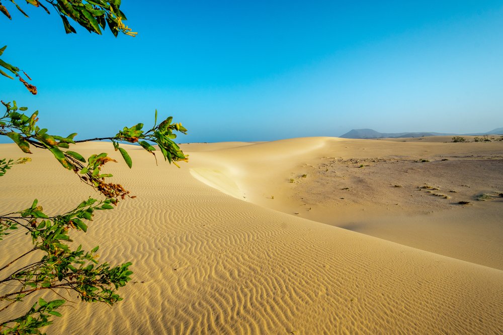 dune di corralejo
